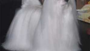 Малтийски болунка: плюсове и недостатъци описание на породата